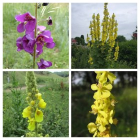 Ökörfarkkóró válogatáscsomag, Verbascum ssp., vetőmag, akció, kedvezmény